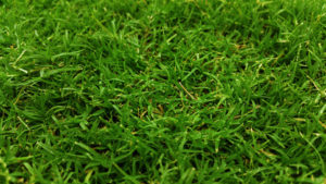 lubbock grass