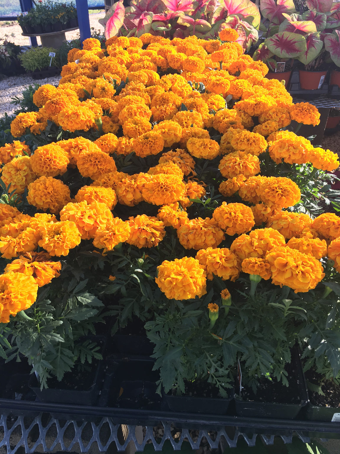Marigold King Nursery Lubbock, TX