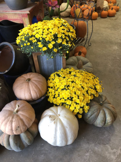 Pumpkins and Chrysanthemum