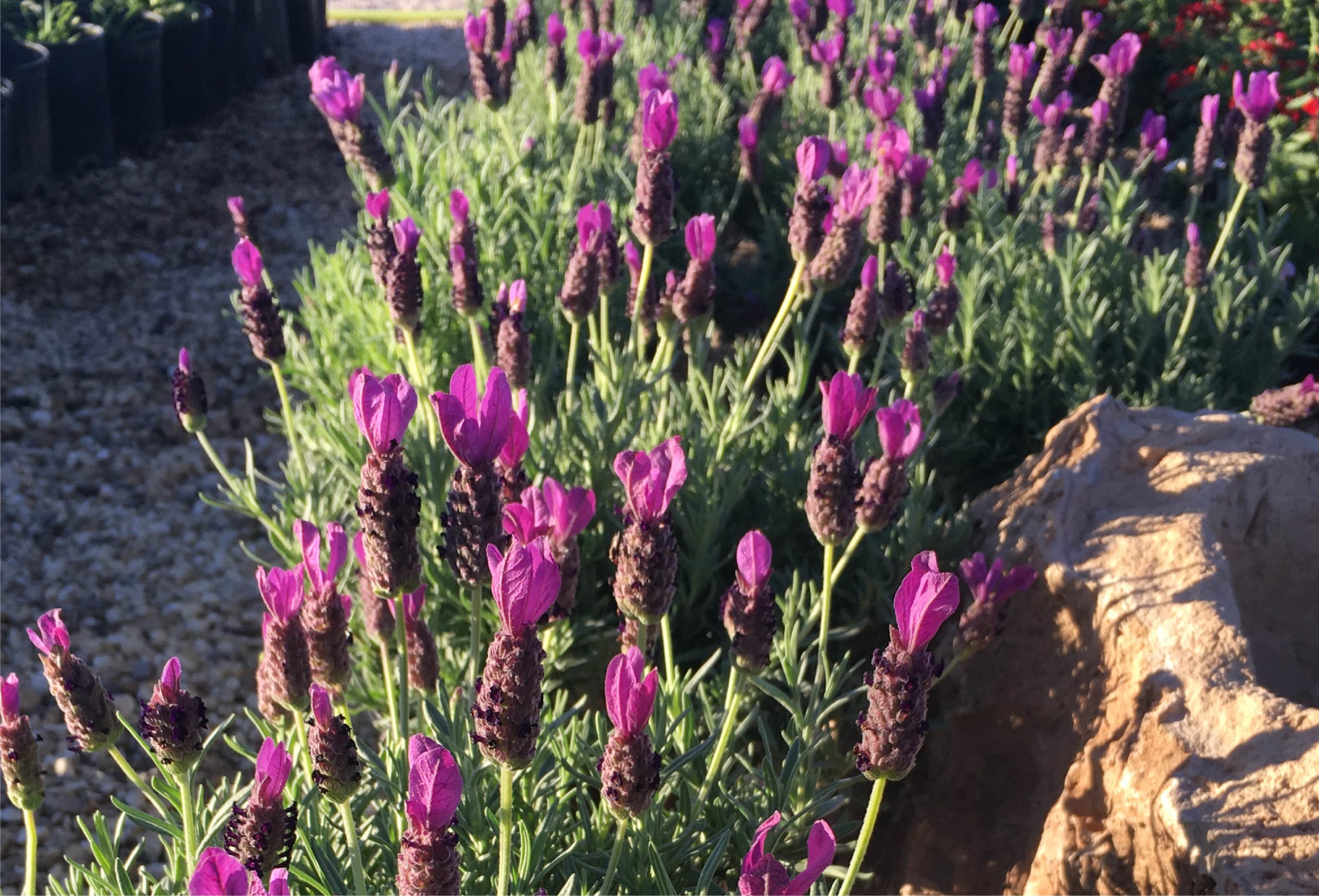 King Nursery Lubbock, Texas Flowers, Plants, Trees, & Shrubs