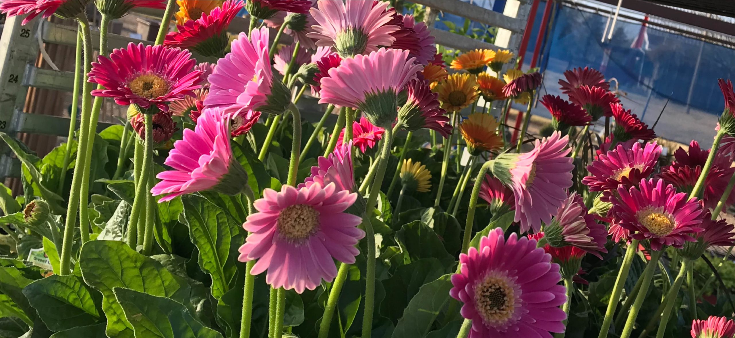 King Nursery Lubbock, Texas Flowers, Plants, Trees, & Shrubs