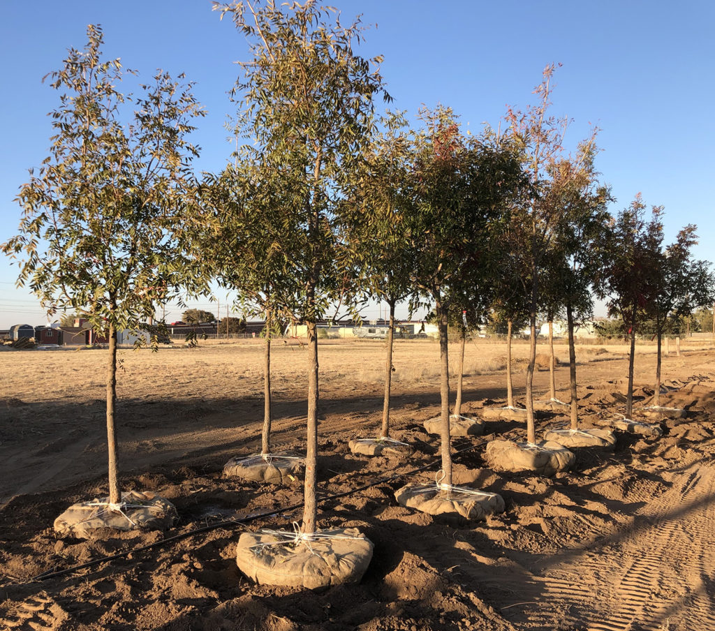 Chinese Pistache King Nursery Lubbock, TX