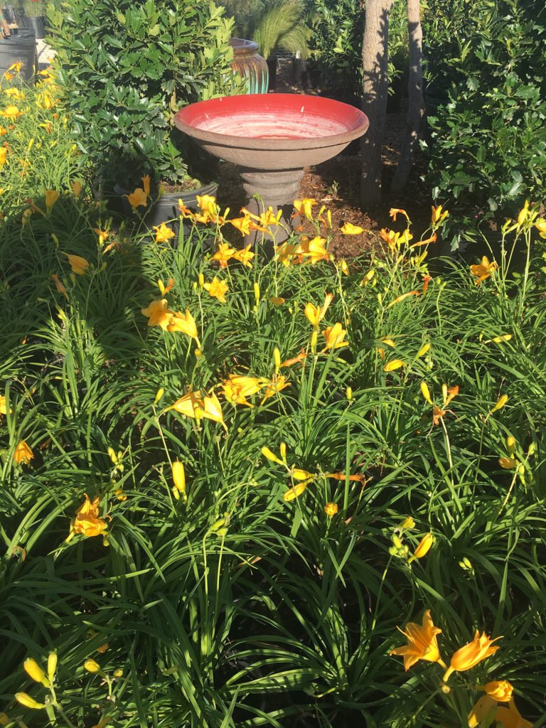 Daylily King Nursery Lubbock, TX