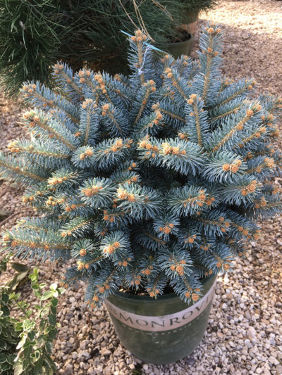 Dwf Blue Spruce