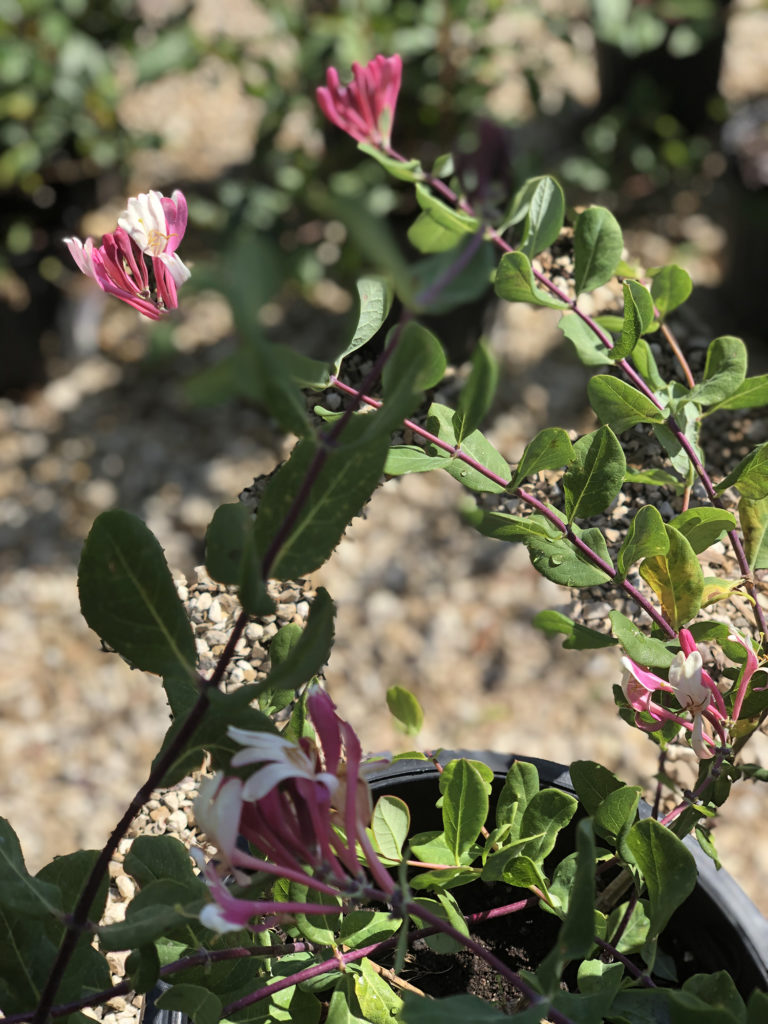 Honeysuckle King Nursery Lubbock, TX
