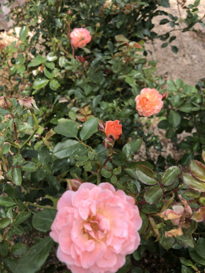 Peach Drift Rose